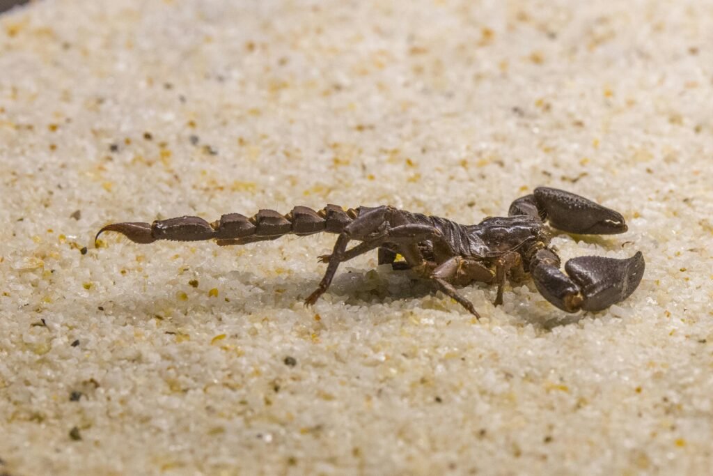 Como exterminar alacranes