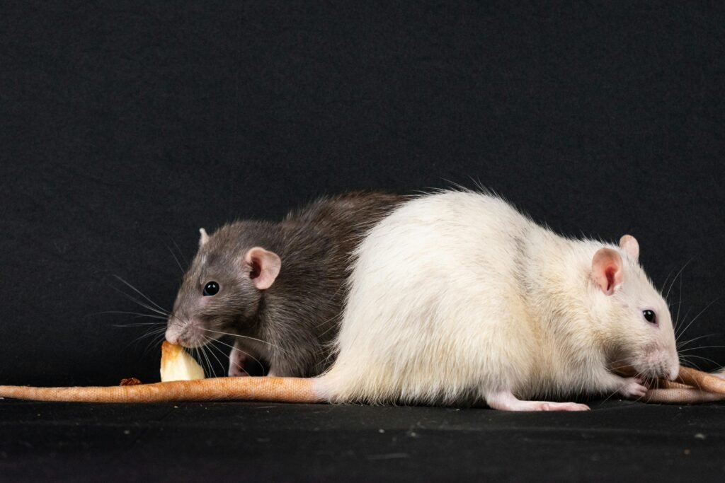 como exterminar ratas