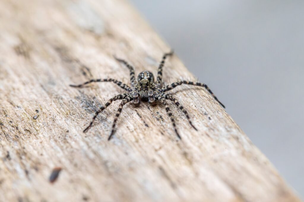 Macro photograph of a spider resting on a wooden surface.