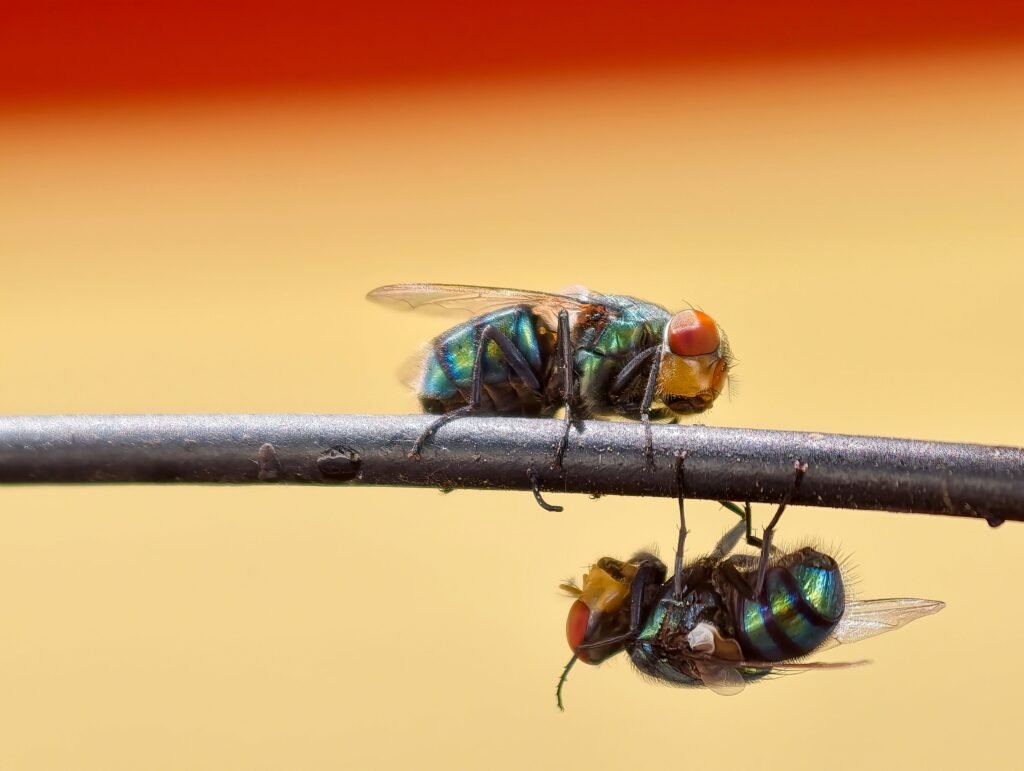 Close-up of two flies exhibiting vivid colors atop a wire against a blurred background.