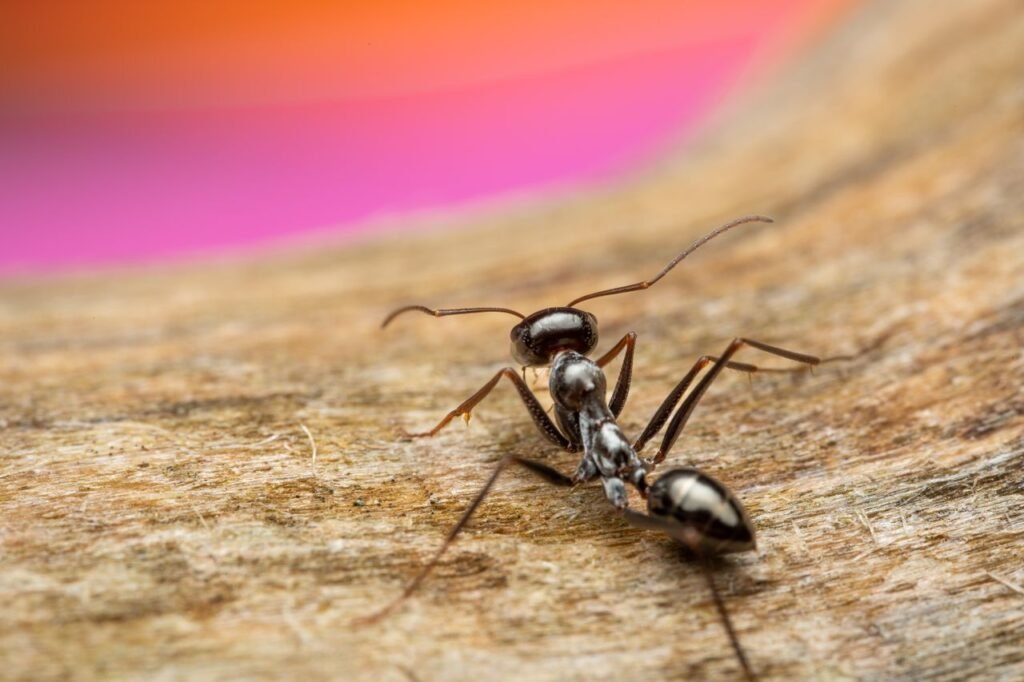 Detailed macro photograph of a black ant exploring a wooden surface in natural vibrant colors.